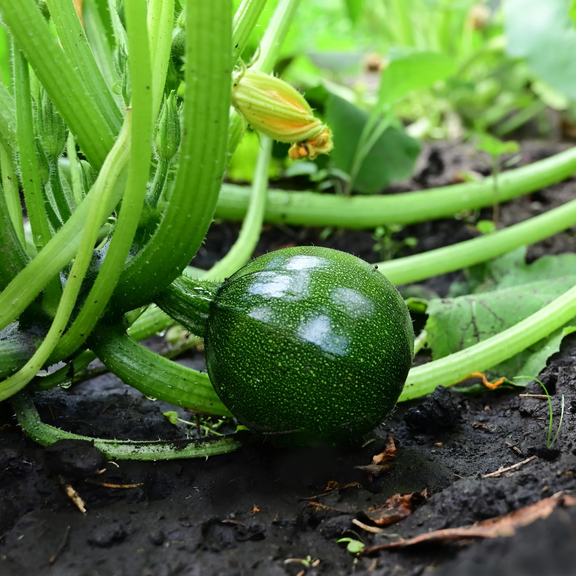 Courgette Eight Ball F1 - Image 2