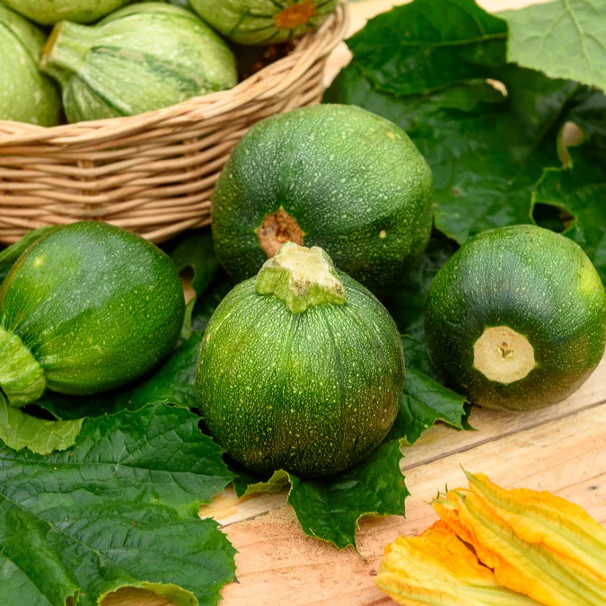 Courgette Eight Ball F1 - Image 3