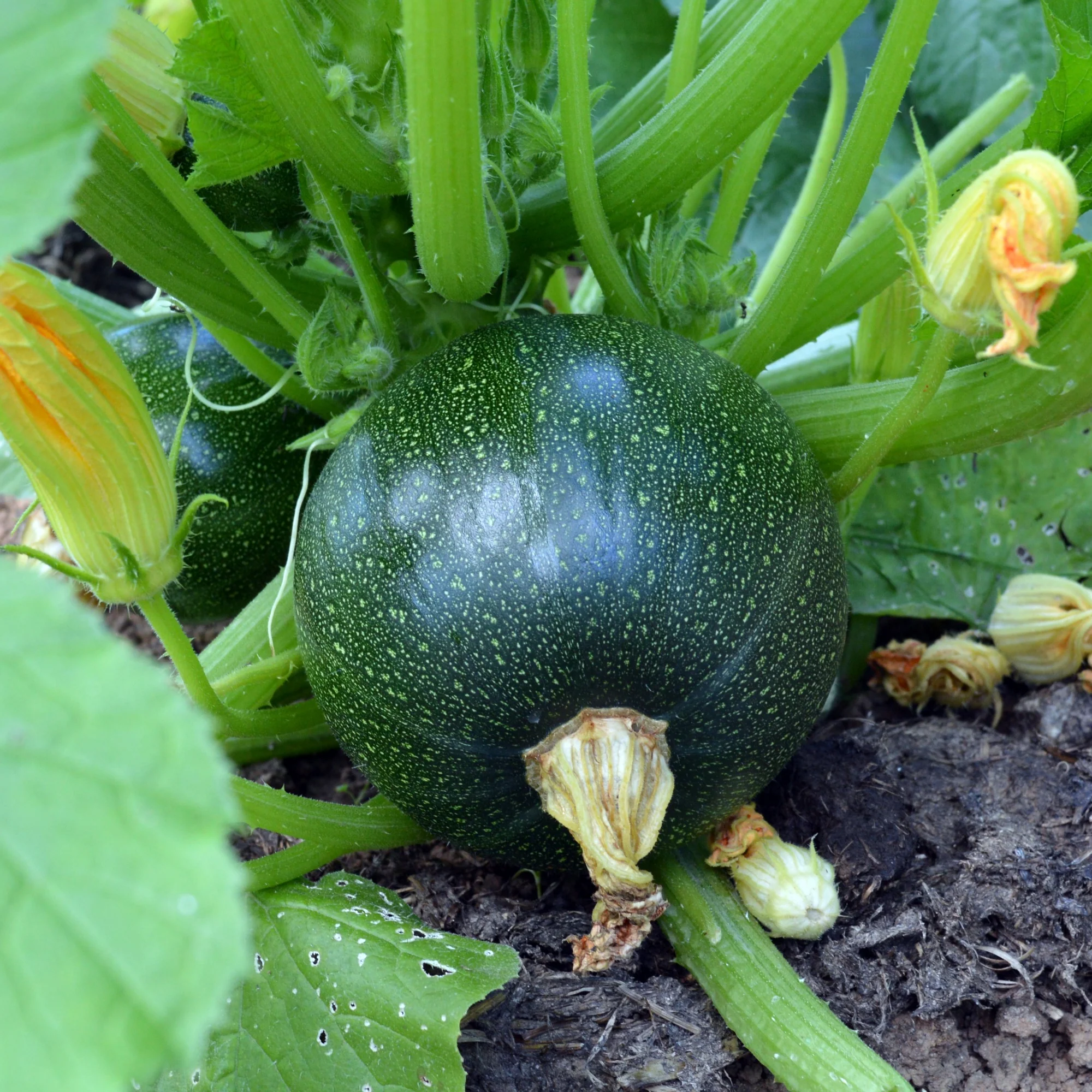 Courgette Eight Ball F1 - Image 4