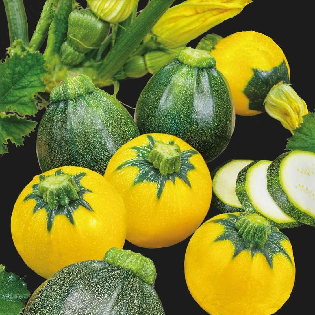 Courgette 'Eight & One Ball F1'