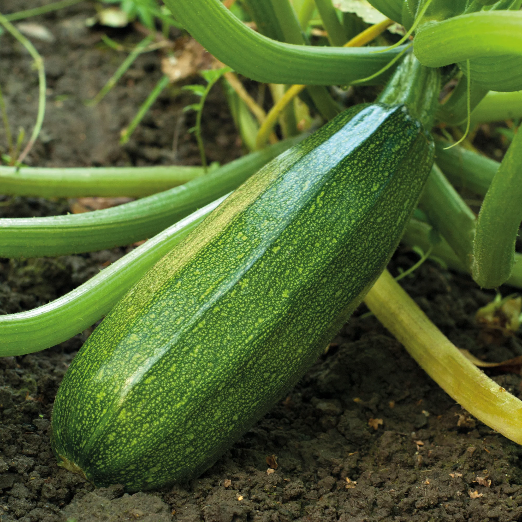 15 Courgette zaden - niet woekerend