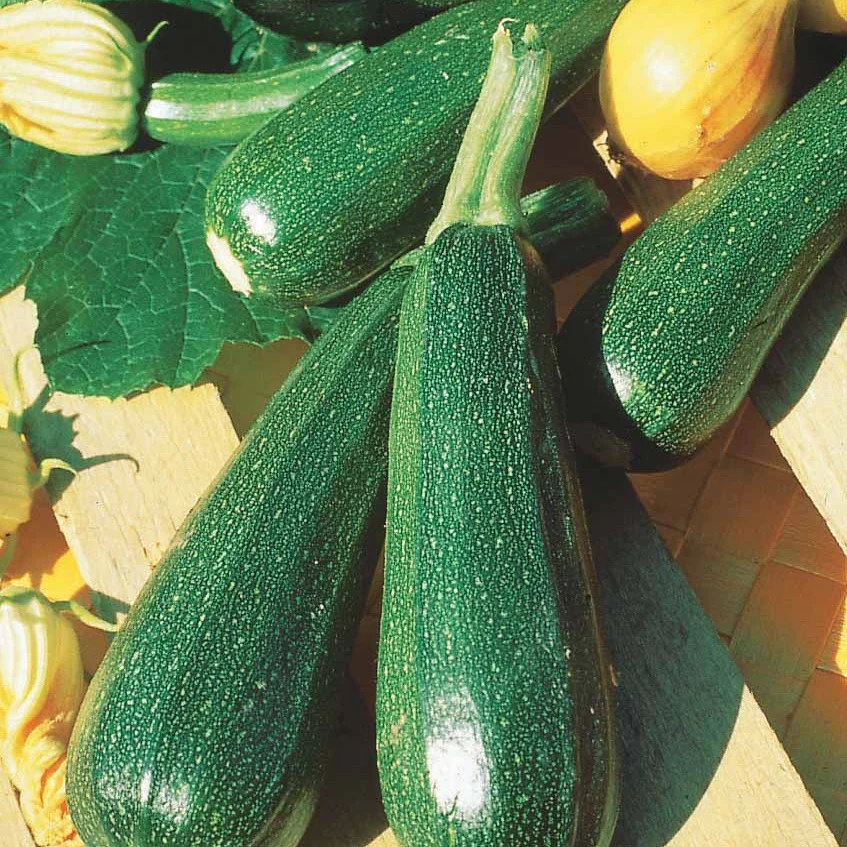 15 Courgette zaden - niet woekerend - Image 2