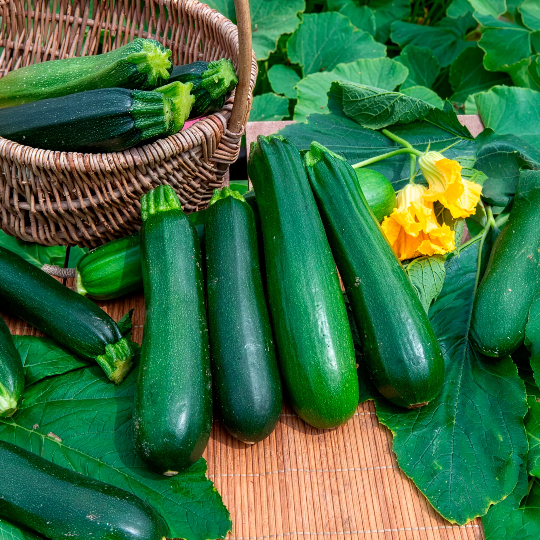 10 Courgette BIO zaden  - niet woekerend - Image 3