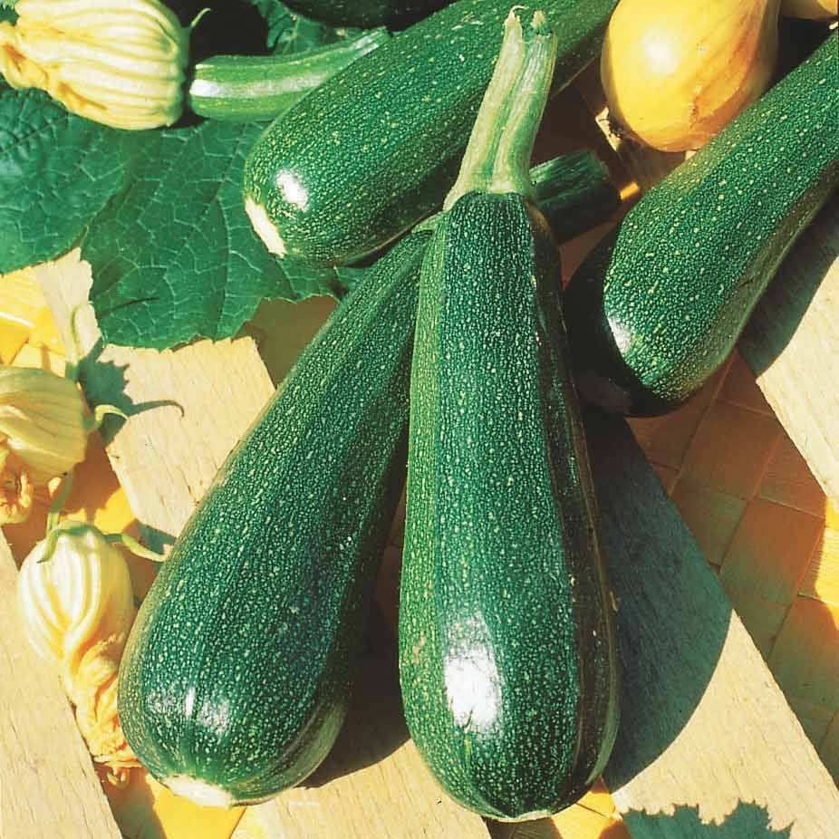 10 Courgette BIO zaden  - niet woekerend - Image 4