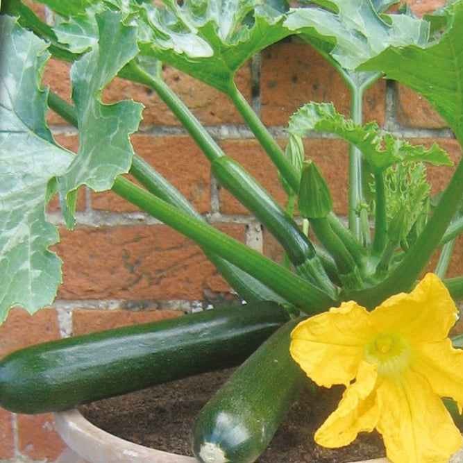 Courgette 'Patio Star F1'