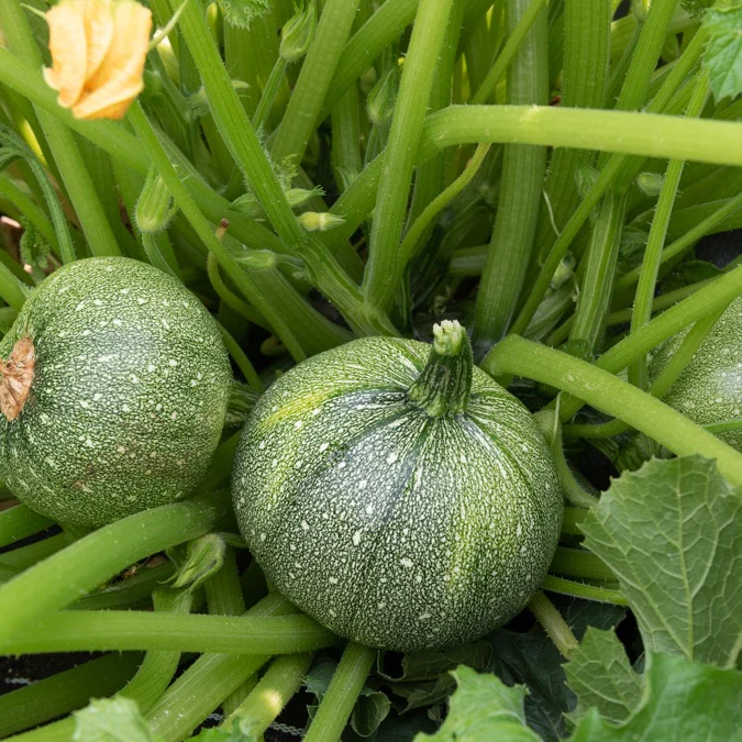 Courgette 'Ronde van Nice'