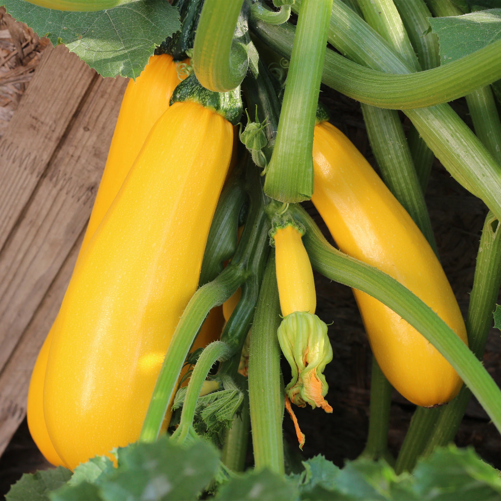 Courgette 'Soleil F1'