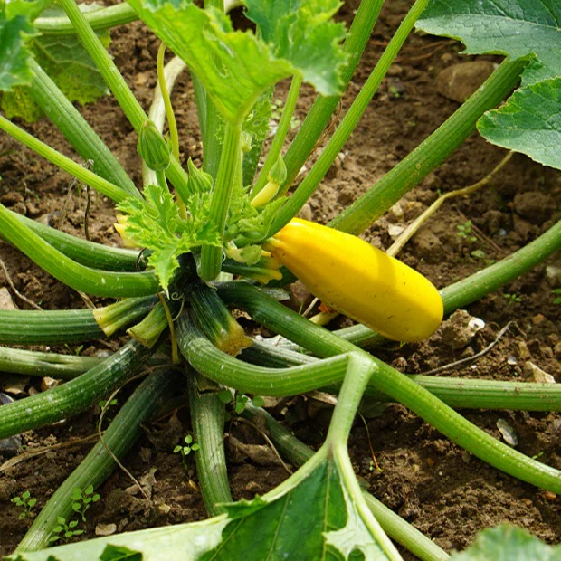 Courgette 'Soleil F1' - Image 2