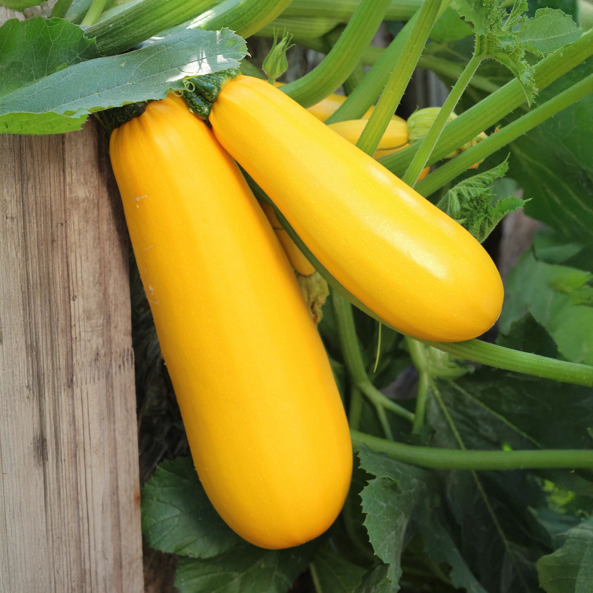 Courgette 'Soleil F1' - Image 3