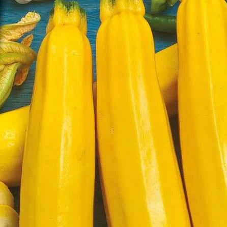 Courgette 'Soleil F1' - Image 4