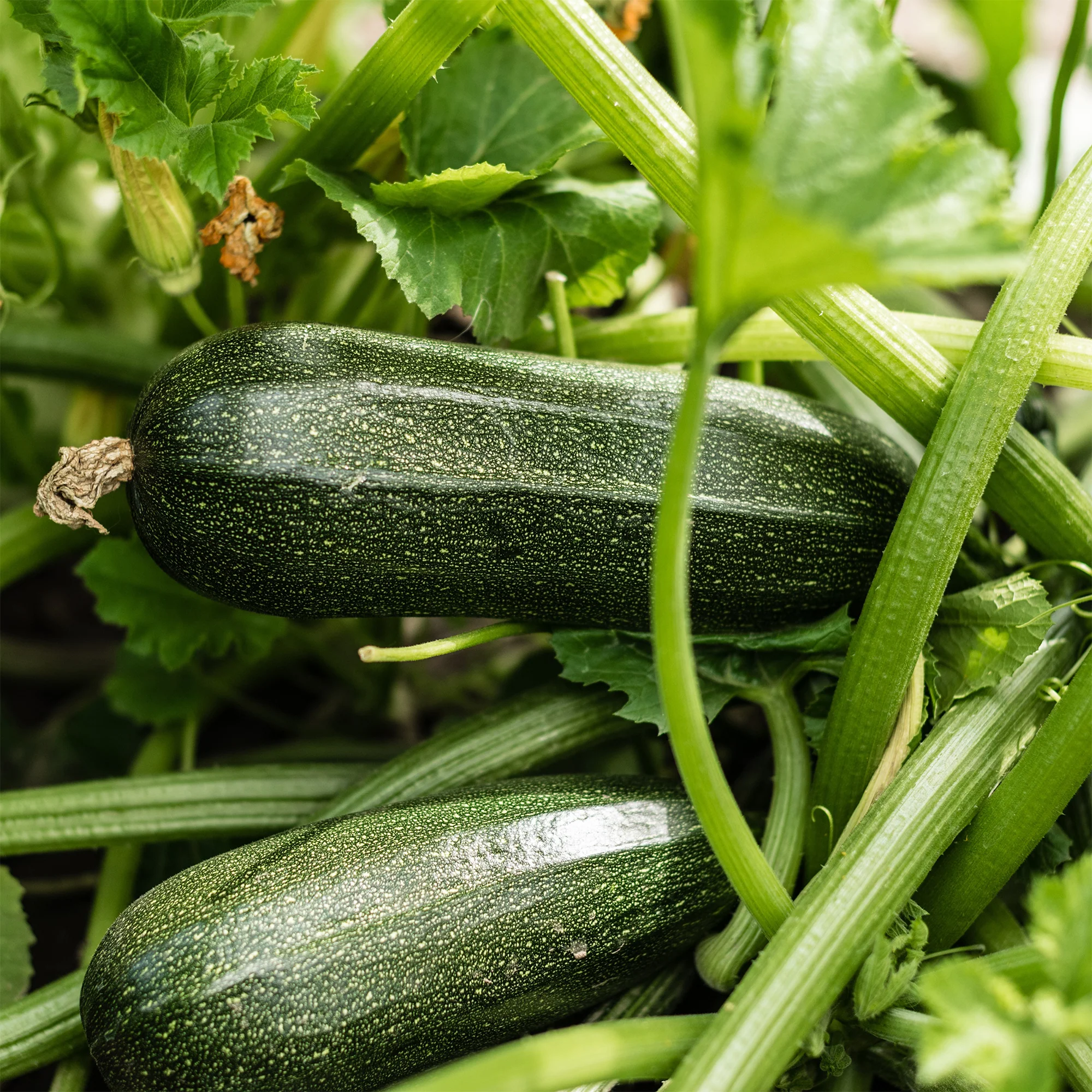 Courgette 'Storr's Green F1'