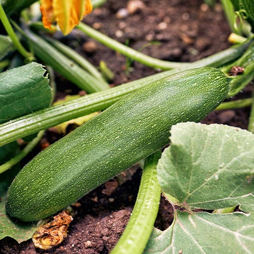 Courgette 'Storr's Green F1' - Image 2