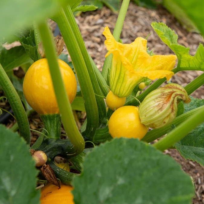 Courgette Sun Ball F1 - Image 3
