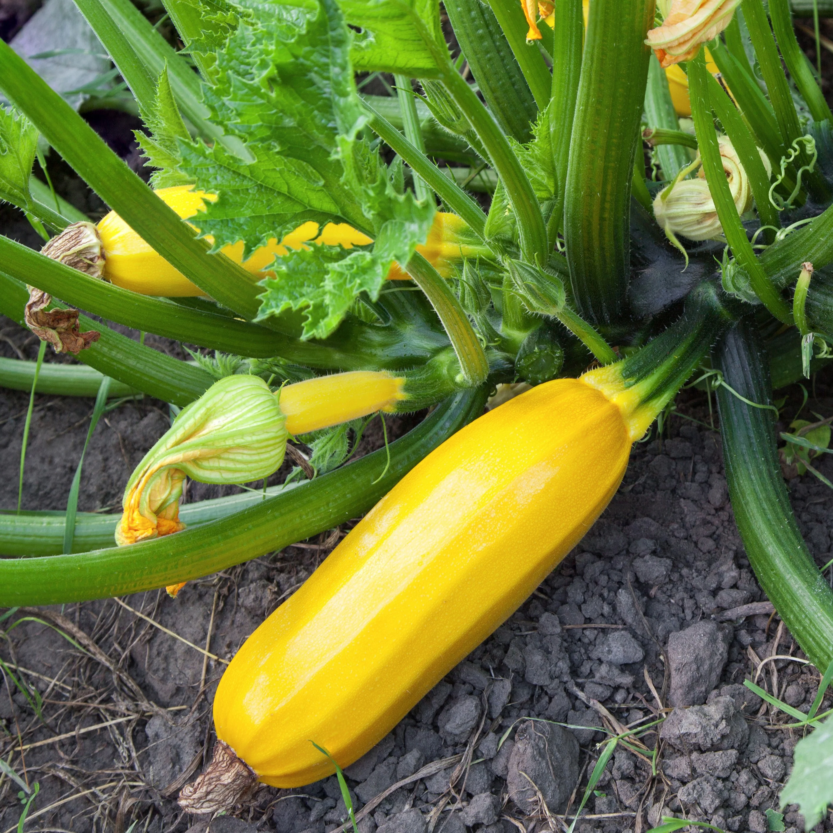 Courgette 'Sunlight F1'