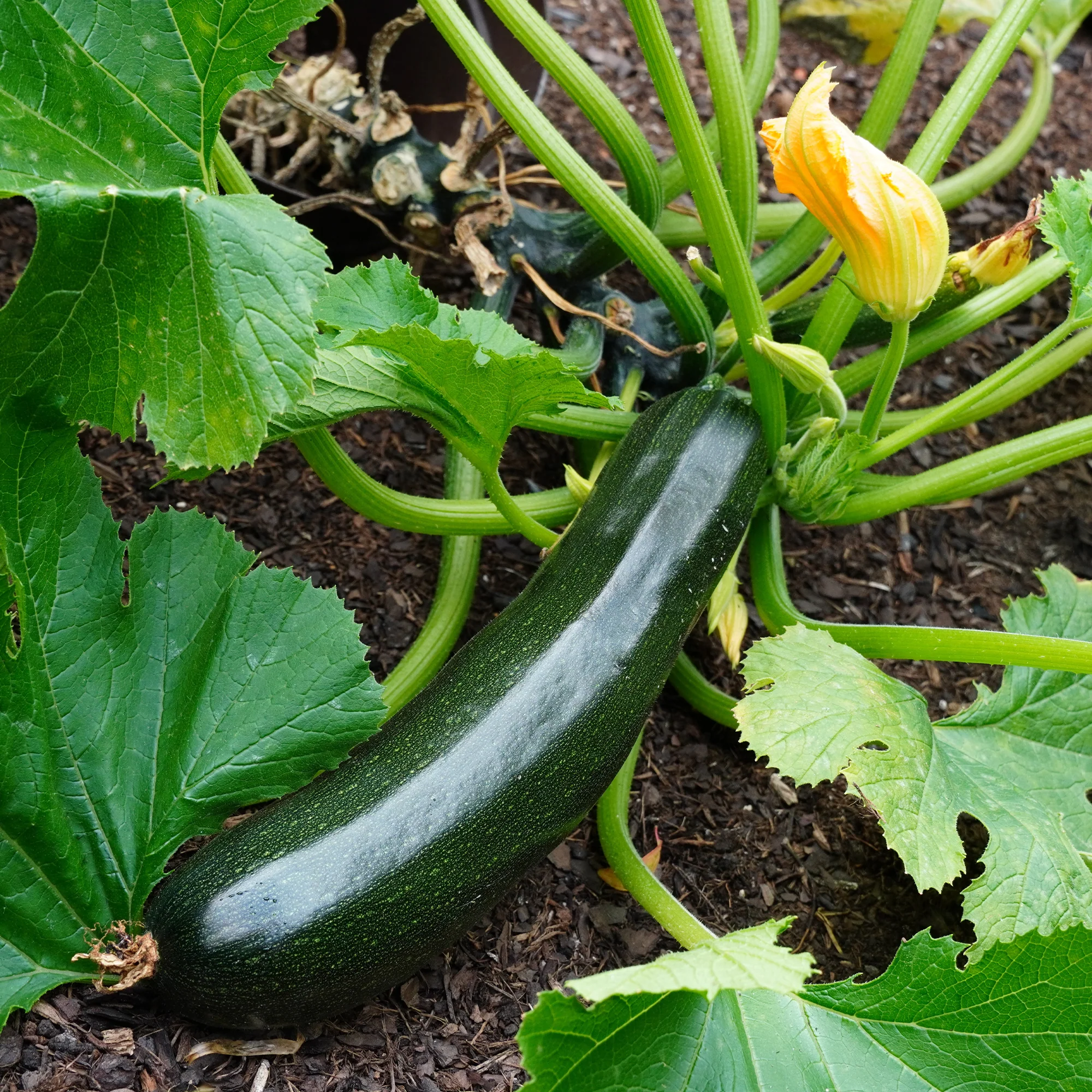Courgette 'Tarmino F1'