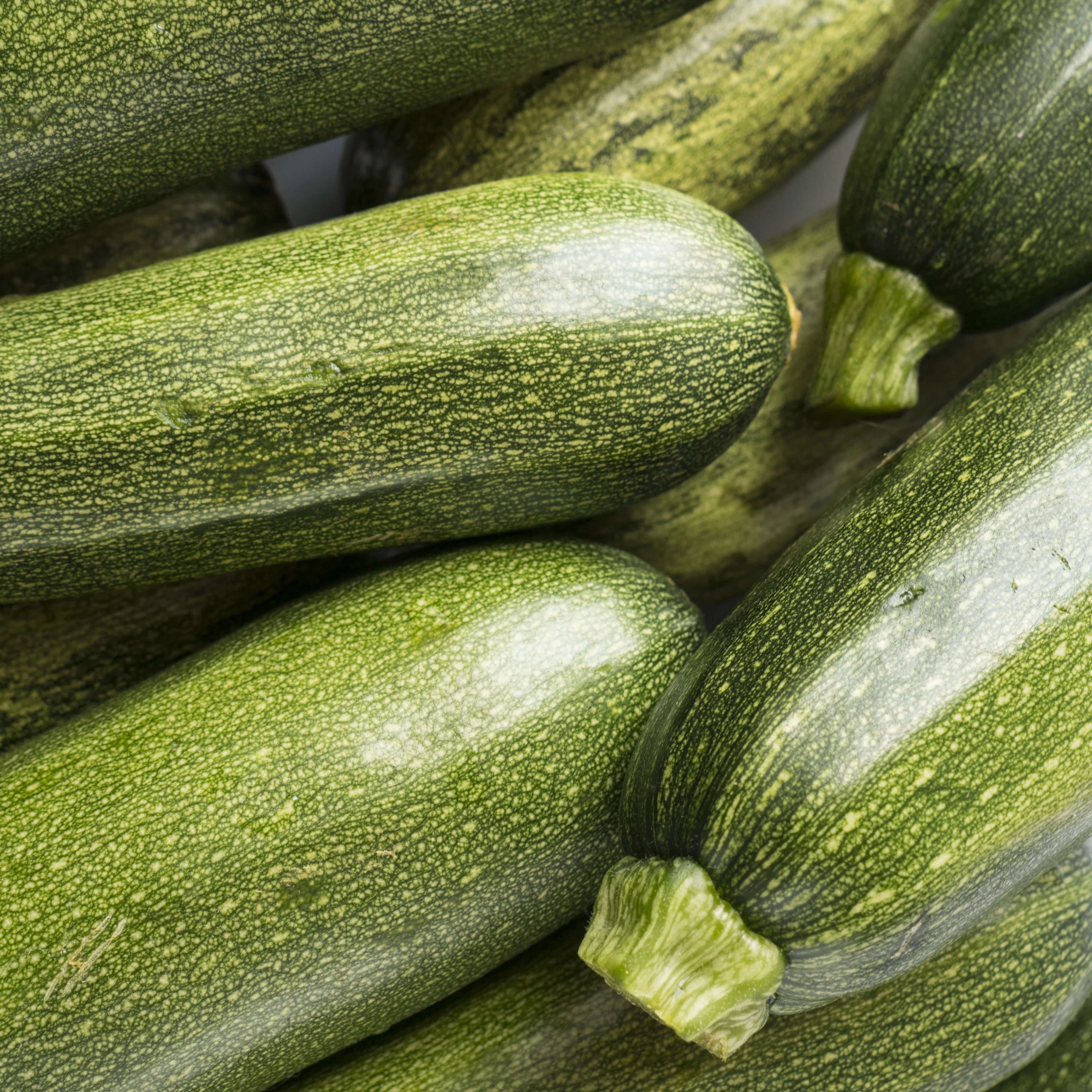 Courgette 'Tarmino F1' - Image 2