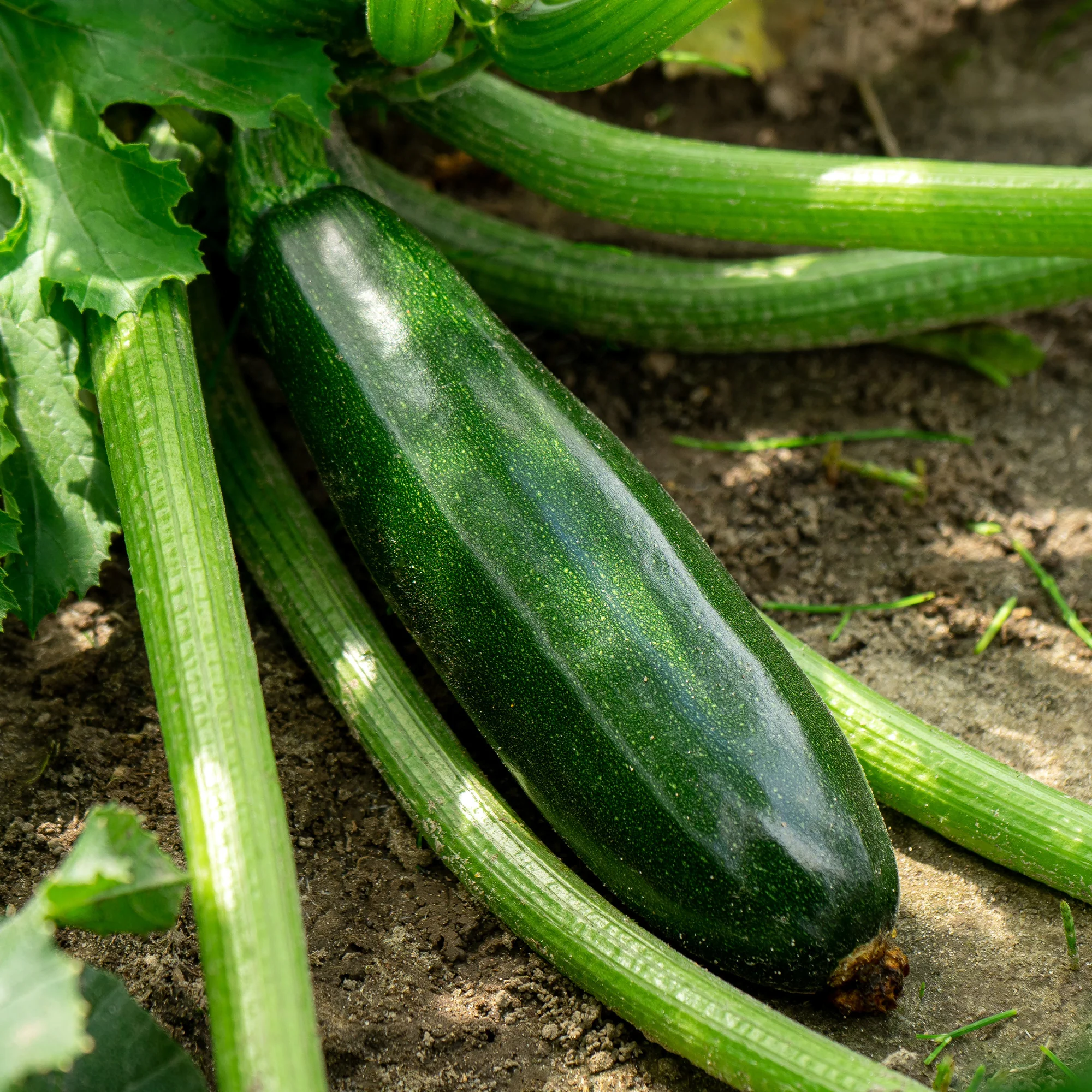 Courgette 'Tarmino F1' - Image 3