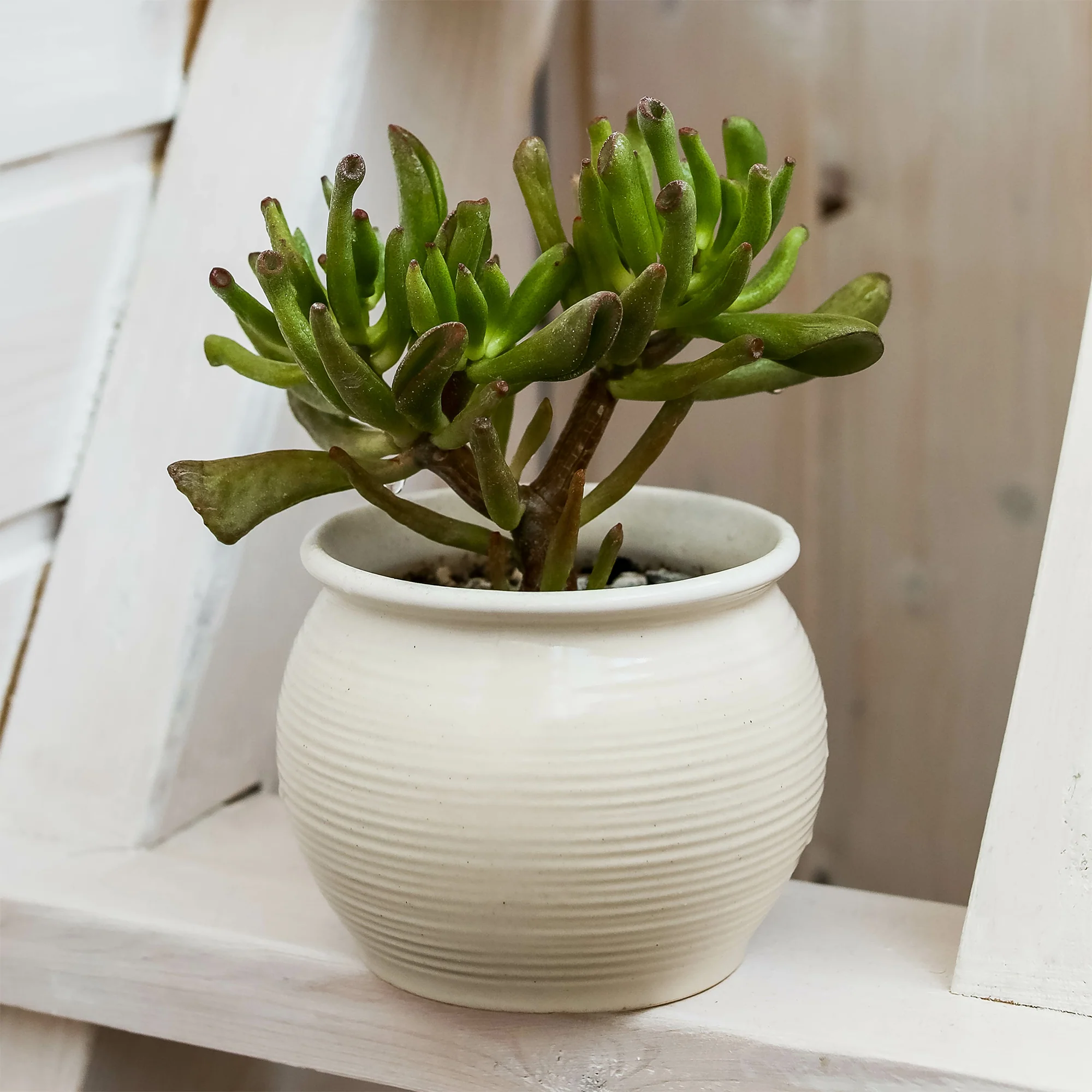 Crassula Gollem / Geldboom