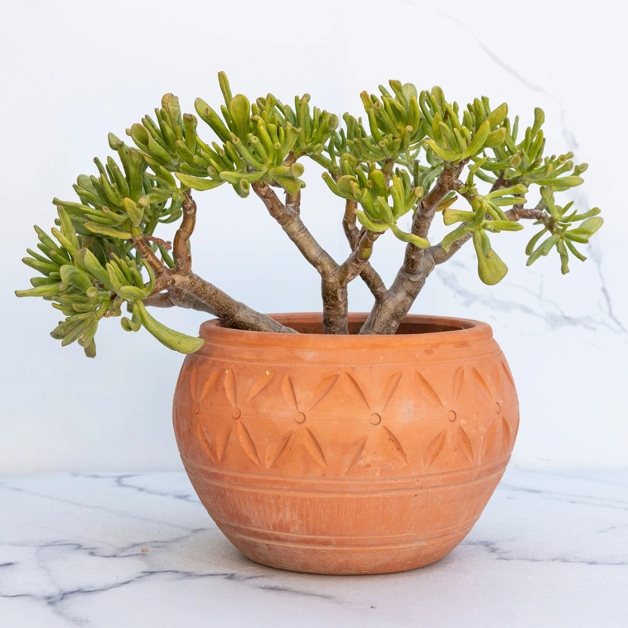 Crassula Gollem / Geldboom - Image 2