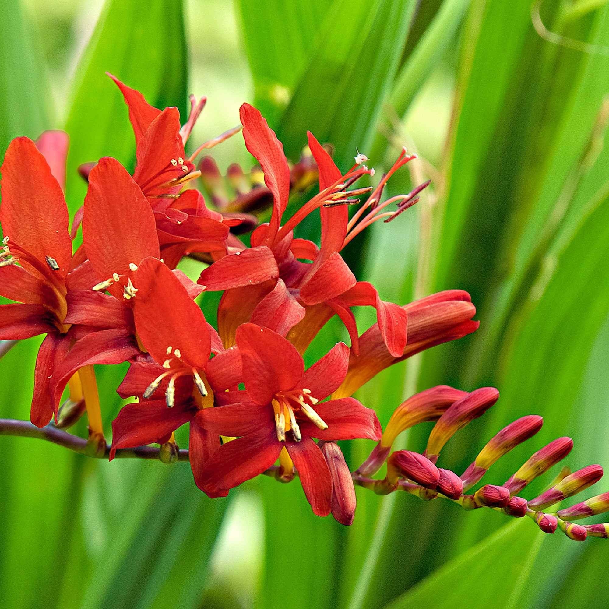 Crocosmia 'Lucifer' (x15)