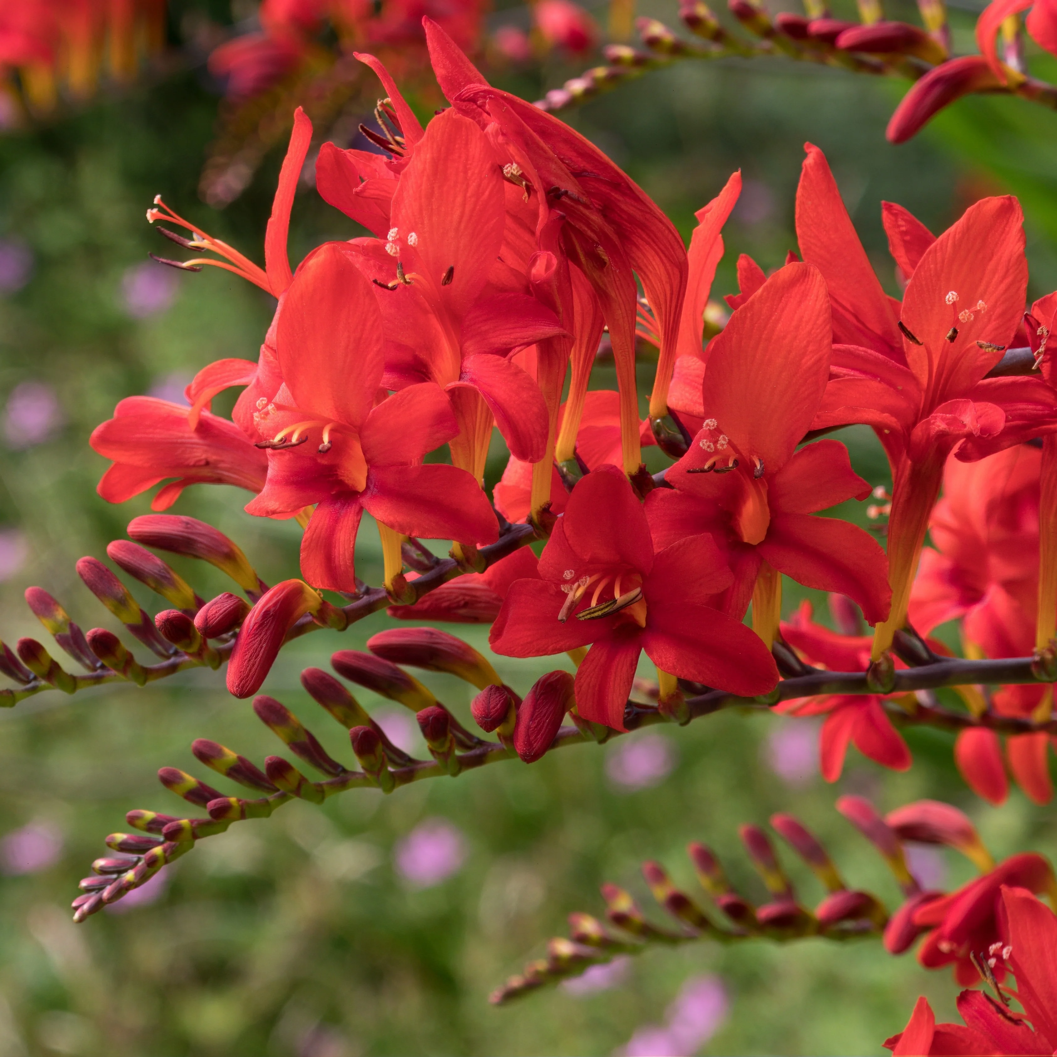 Crocosmia 'Lucifer' (x15) - Image 4