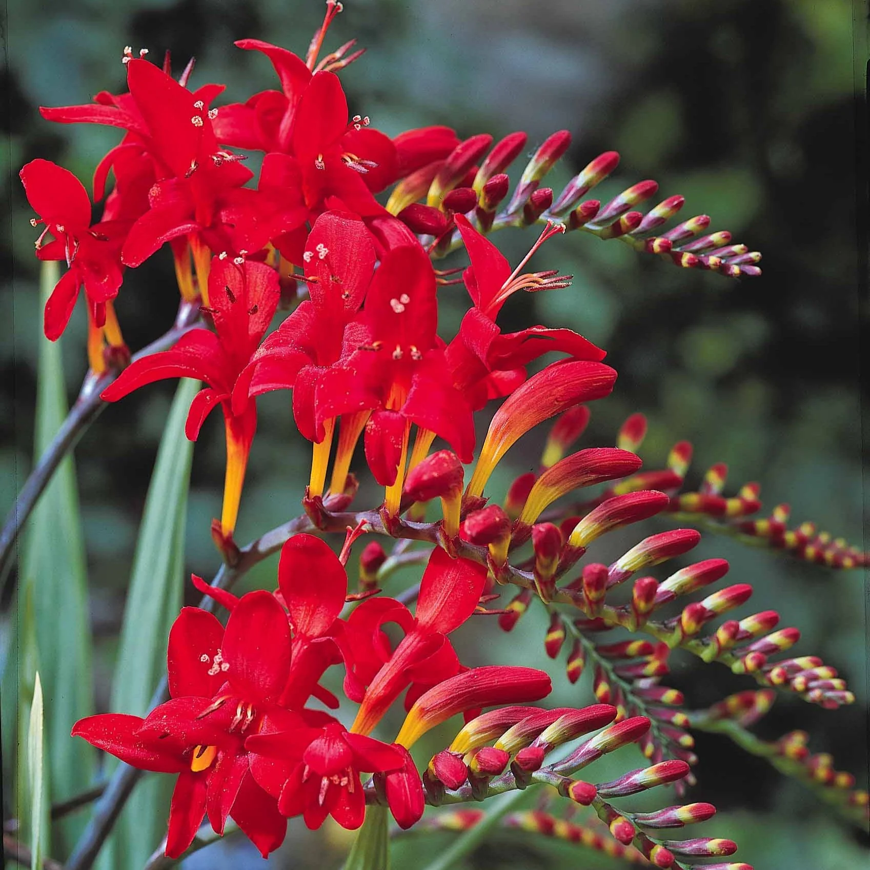 Crocosmia 'Lucifer' (x15) - Image 5