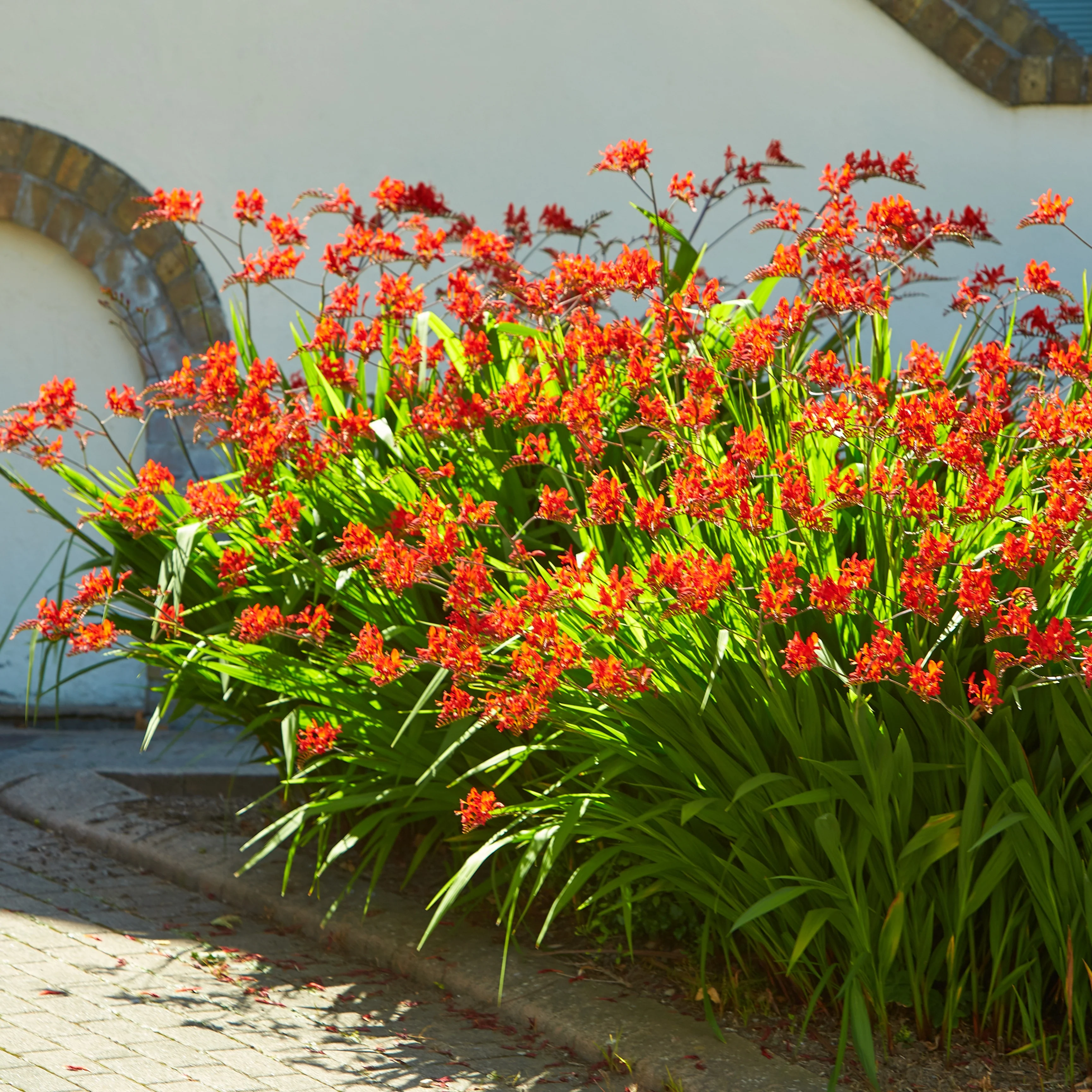 Crocosmia 'Lucifer' (x15) - Image 6
