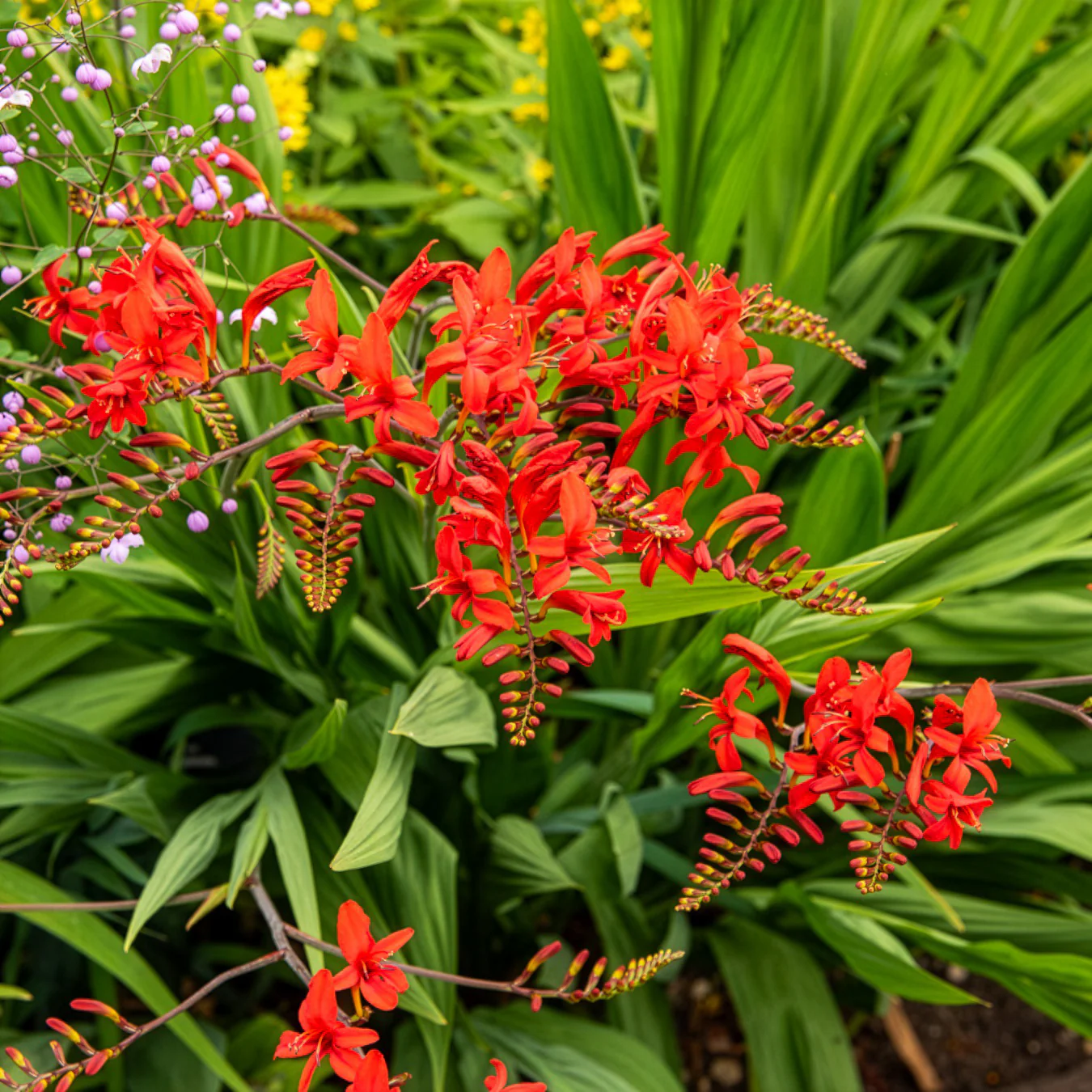Crocosmia 'Lucifer' (x15) - Image 7