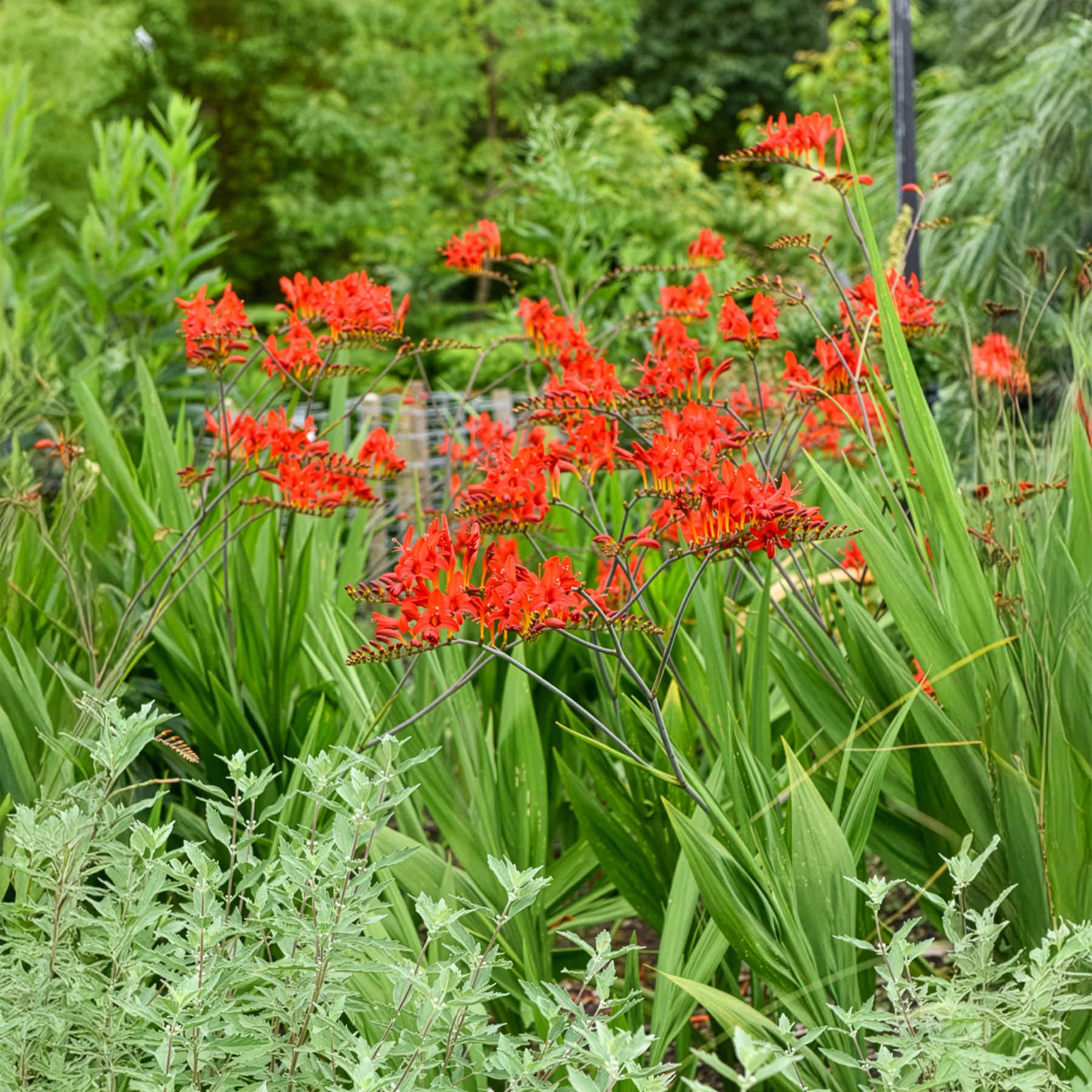 Crocosmia 'Lucifer' (x15) - Image 8