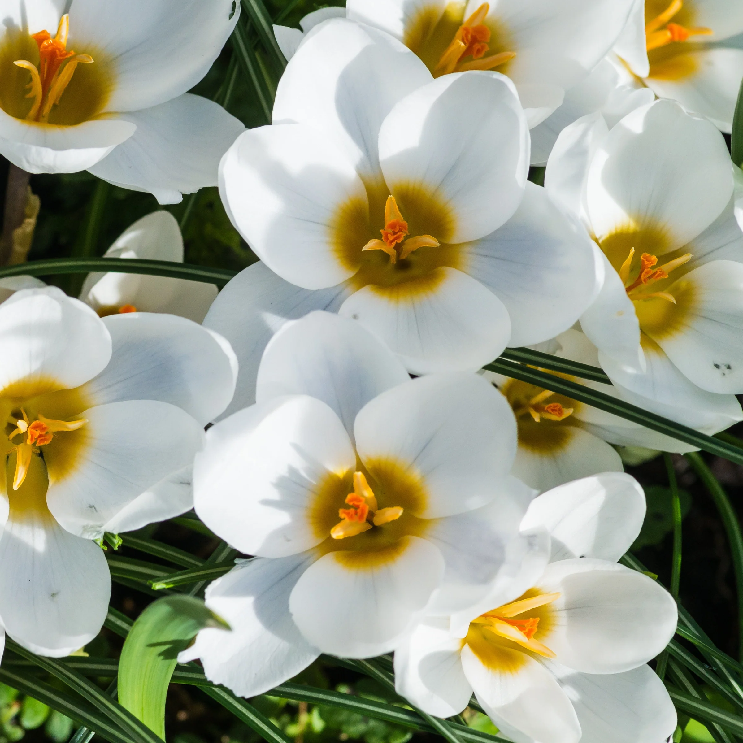 Crocussen Ard Schenk