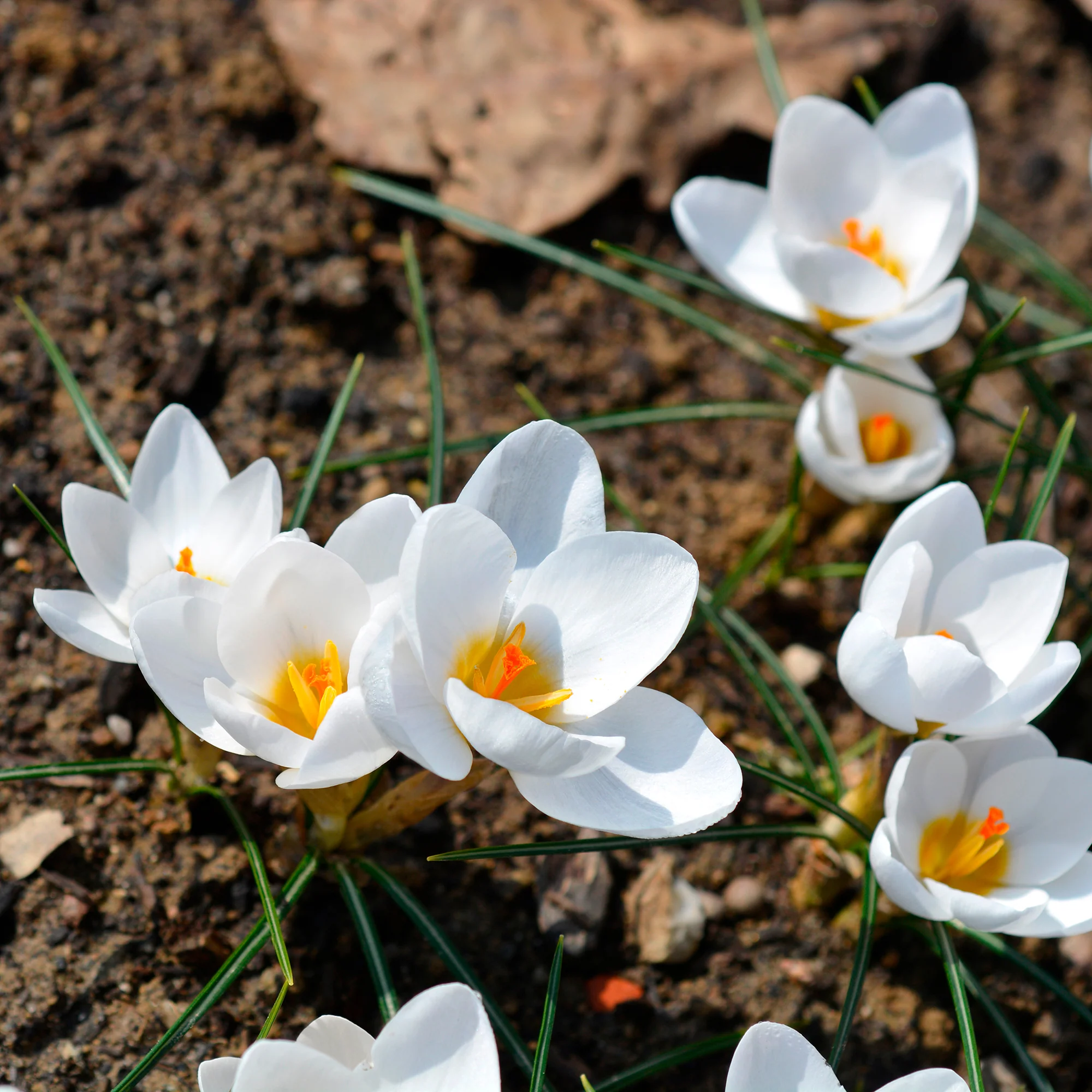 Crocussen Ard Schenk - Image 2