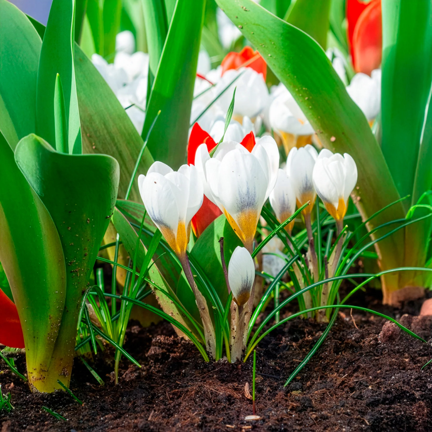 Crocussen Ard Schenk - Image 3