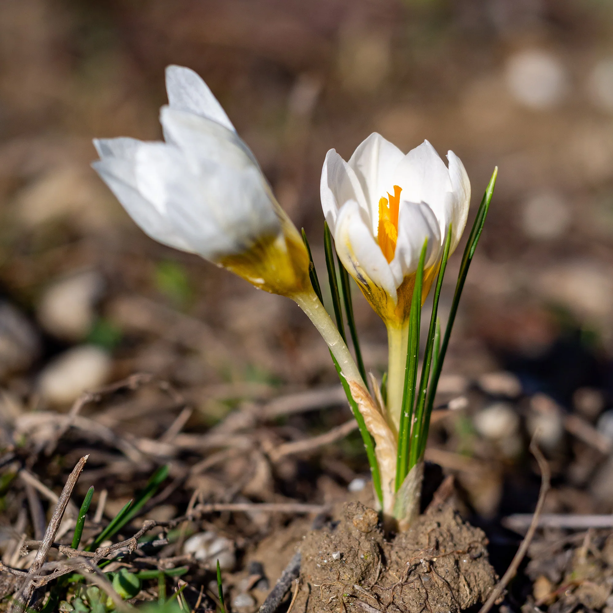 Crocussen Ard Schenk - Image 4