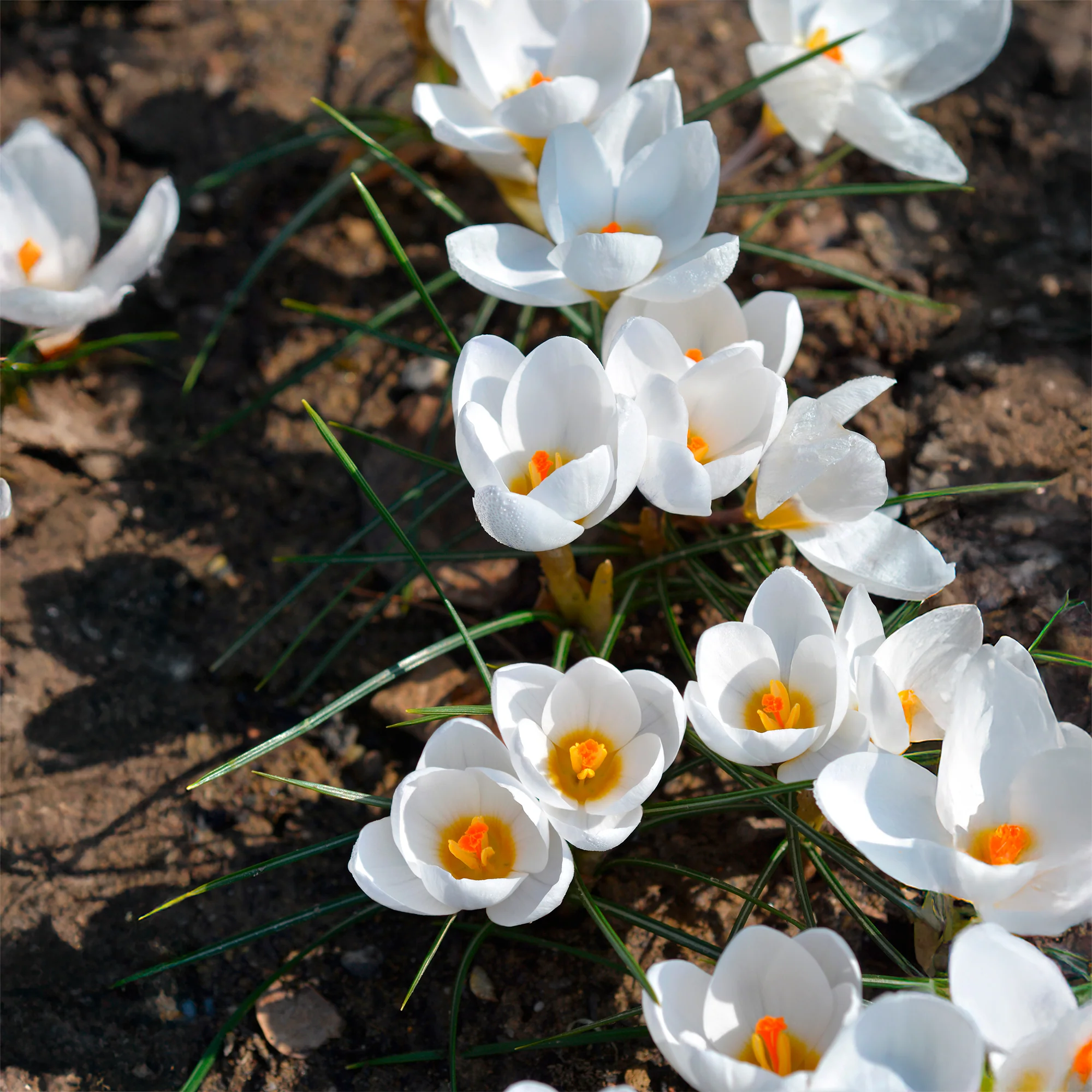 Crocussen Ard Schenk - Image 5