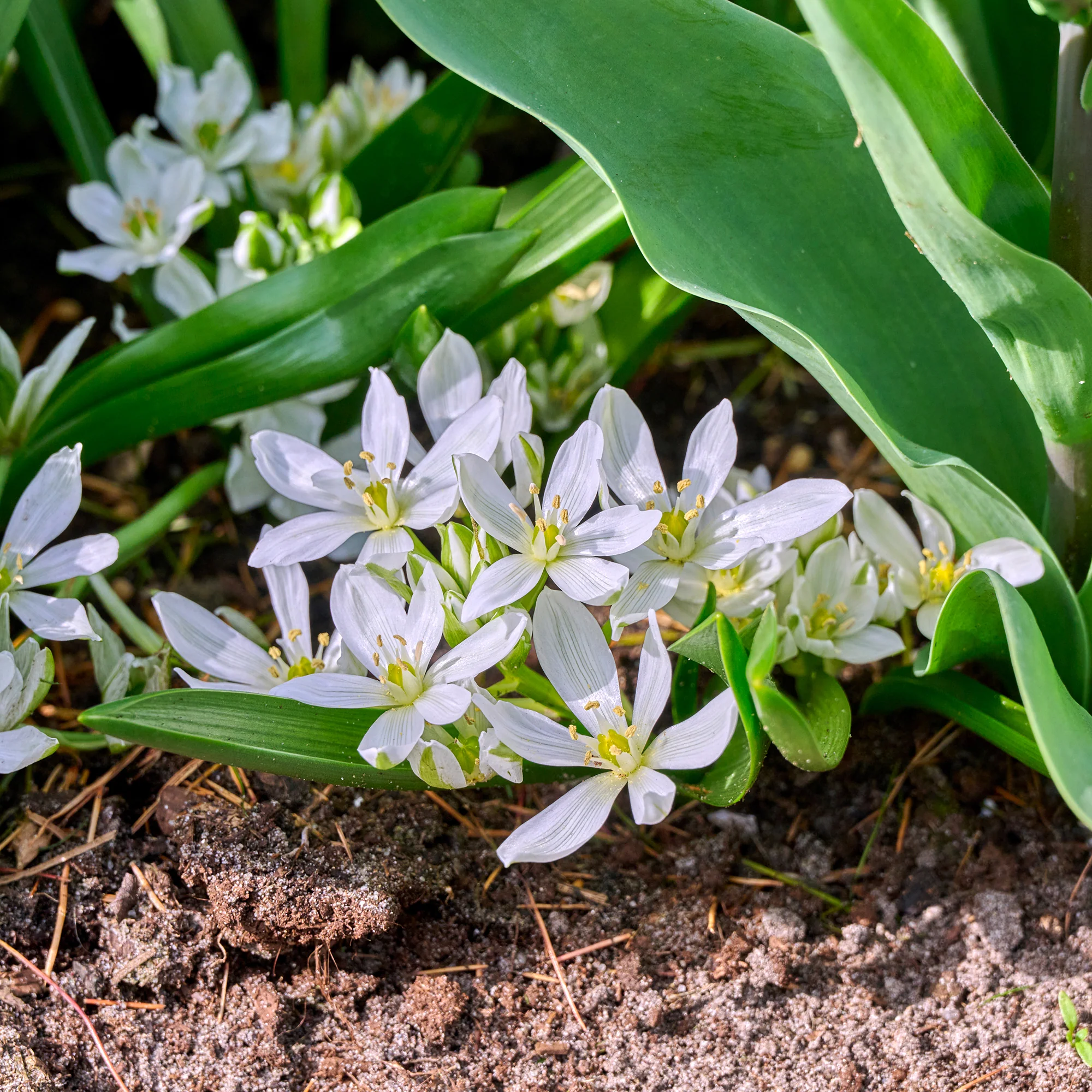 Crocussen Ard Schenk - Image 6