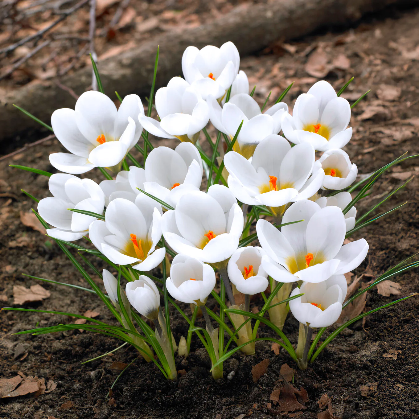 Crocussen Ard Schenk - Image 7