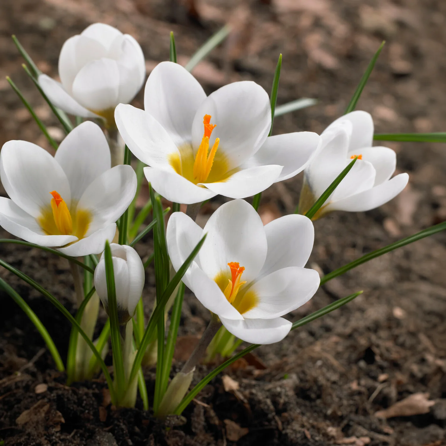 Crocussen Ard Schenk - Image 8