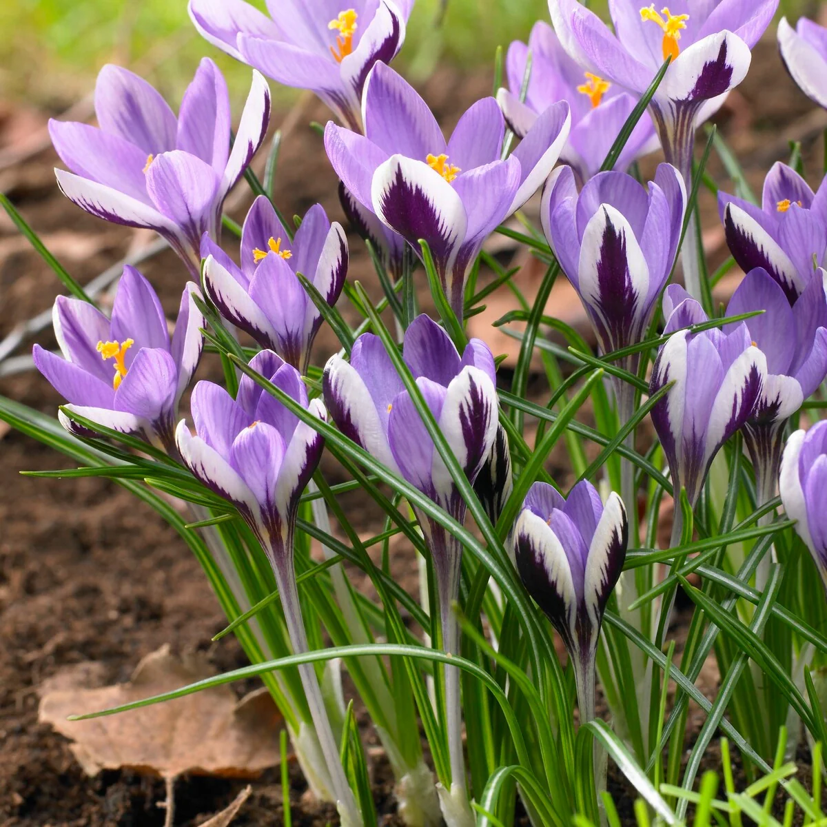 Crocussen Spring Beauty (x10)