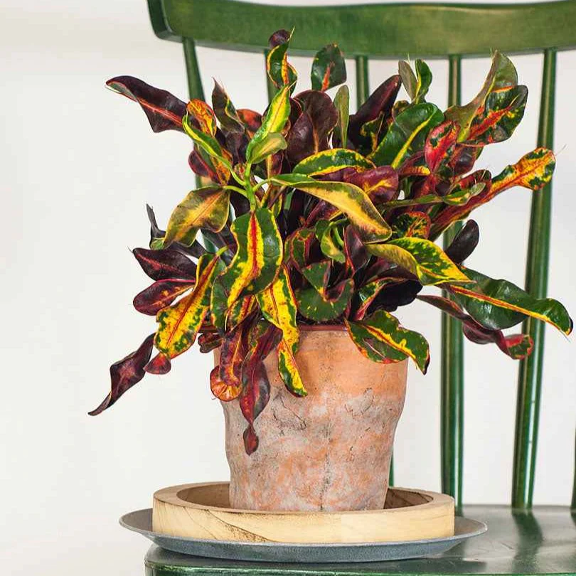 Croton 'Mammi'