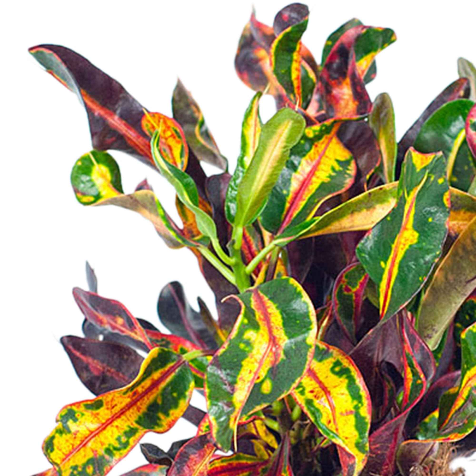 Croton 'Mammi' - Image 2