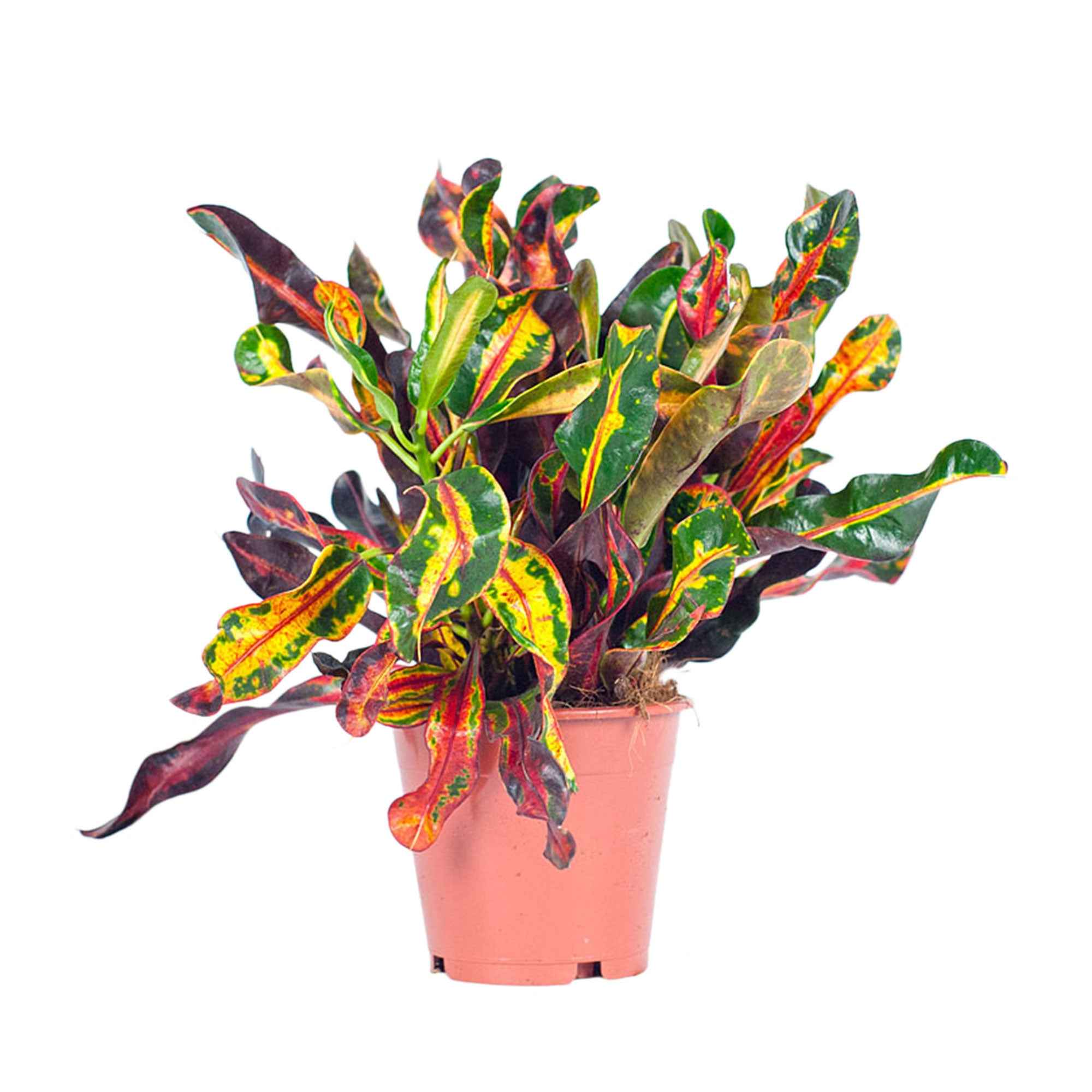 Croton 'Mammi' - Image 3