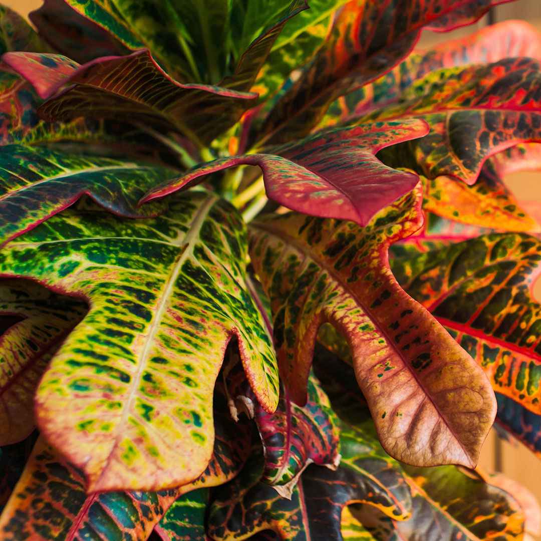 Croton 'Mrs. Iceton' - Image 2