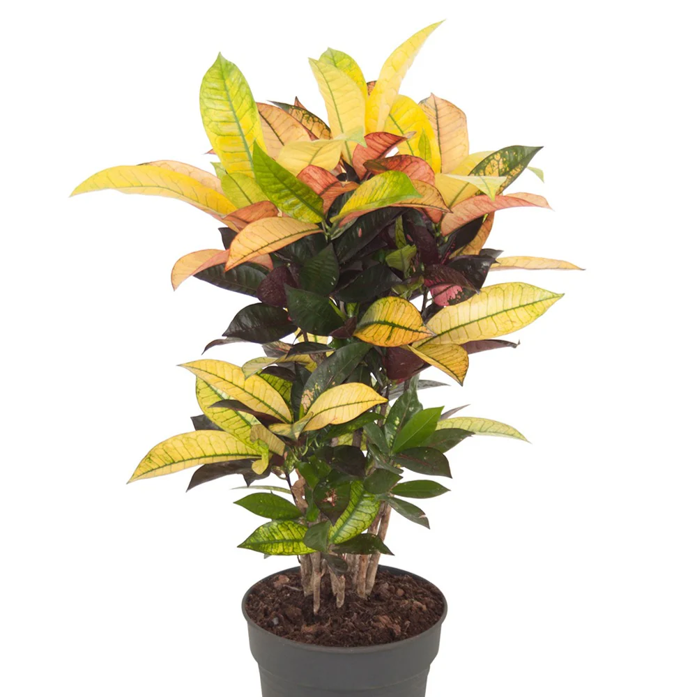 Croton 'Mrs. Iceton' - Image 3