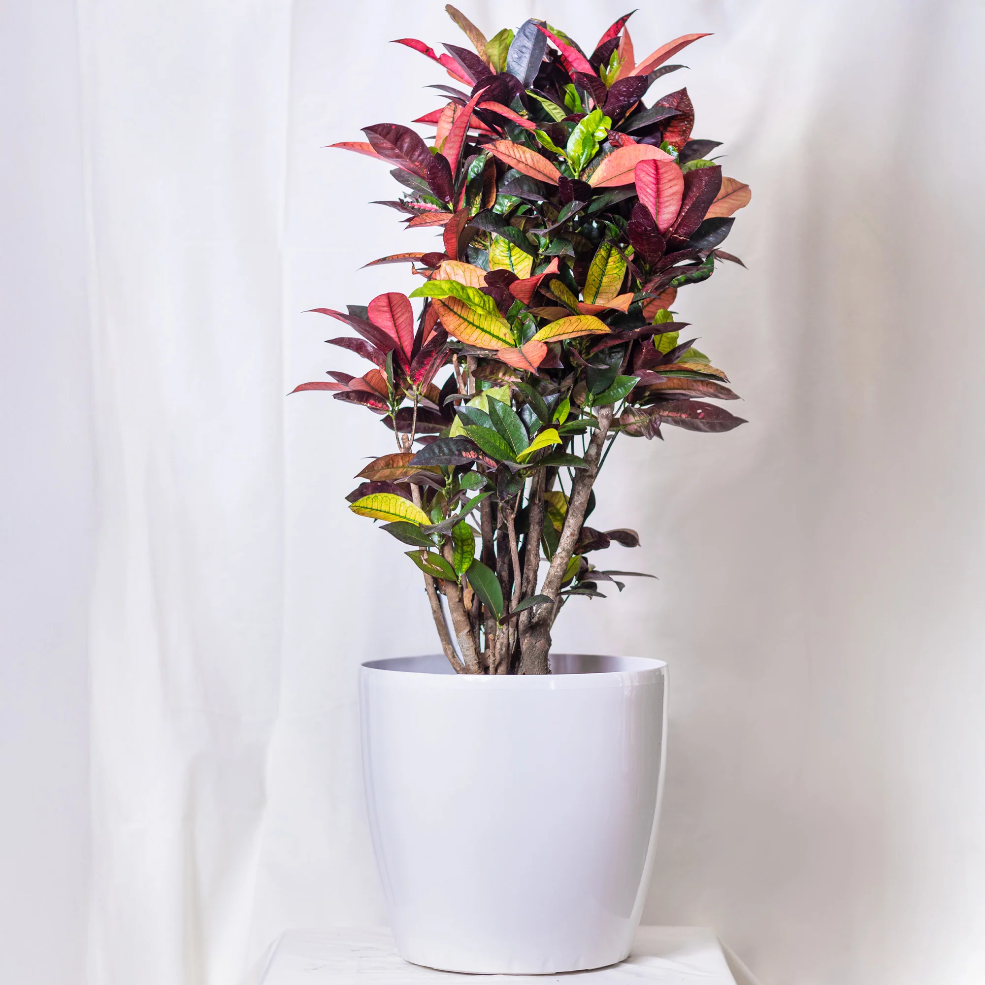 Croton 'Mrs. Iceton' - Image 4