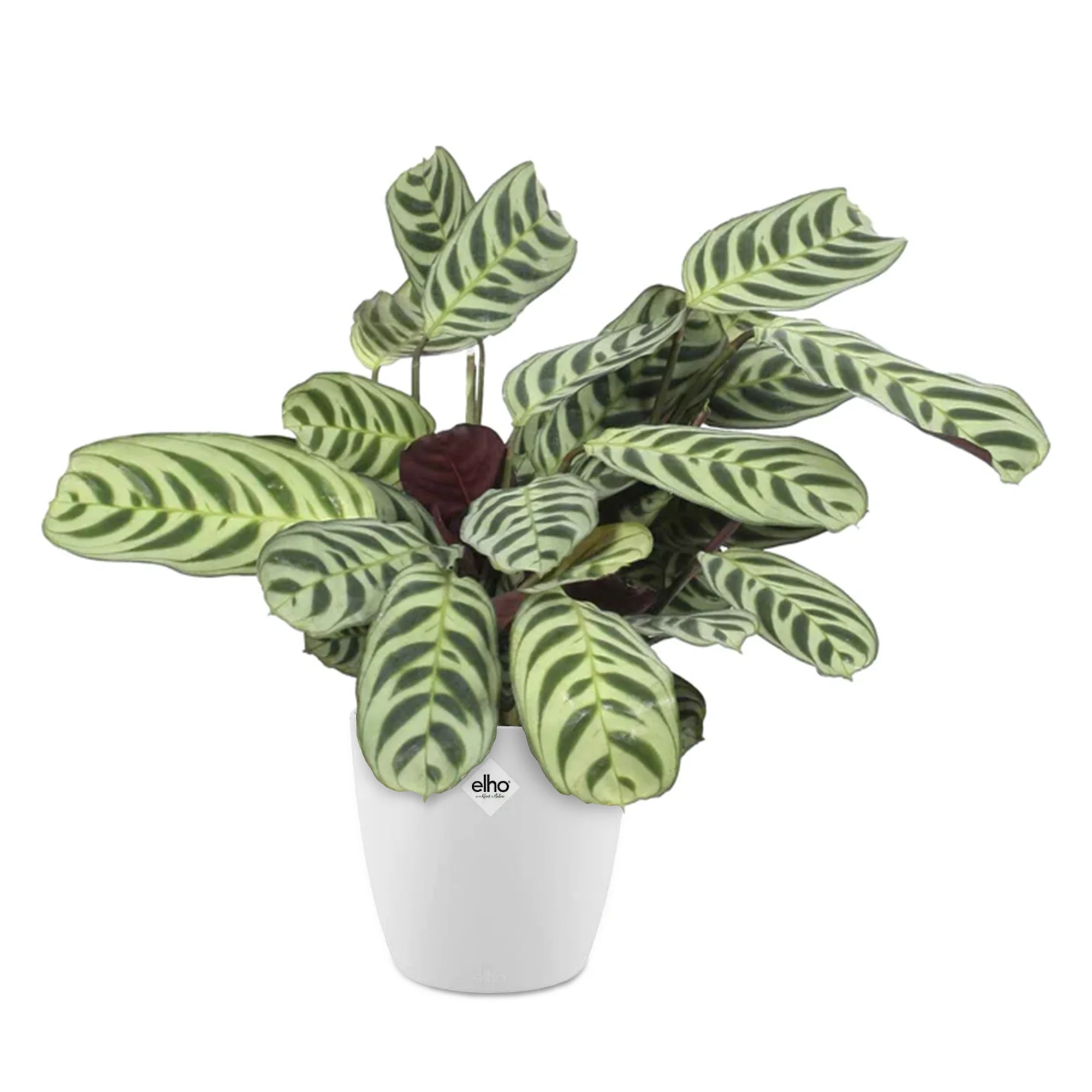 Ctenanthe Burle-marxii incl. witte sierpot - Image 2