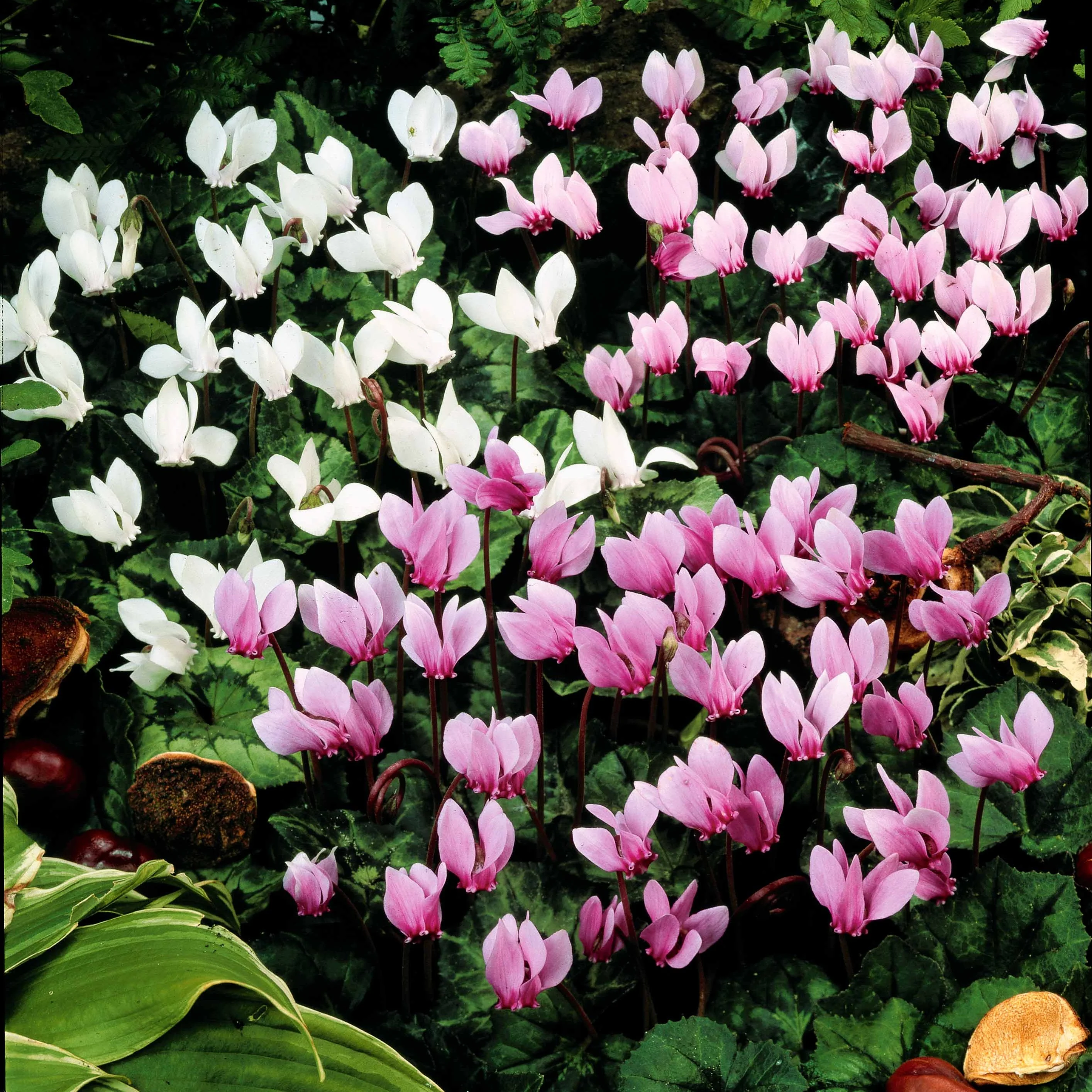 Cyclaam van Napels Mix (x5)