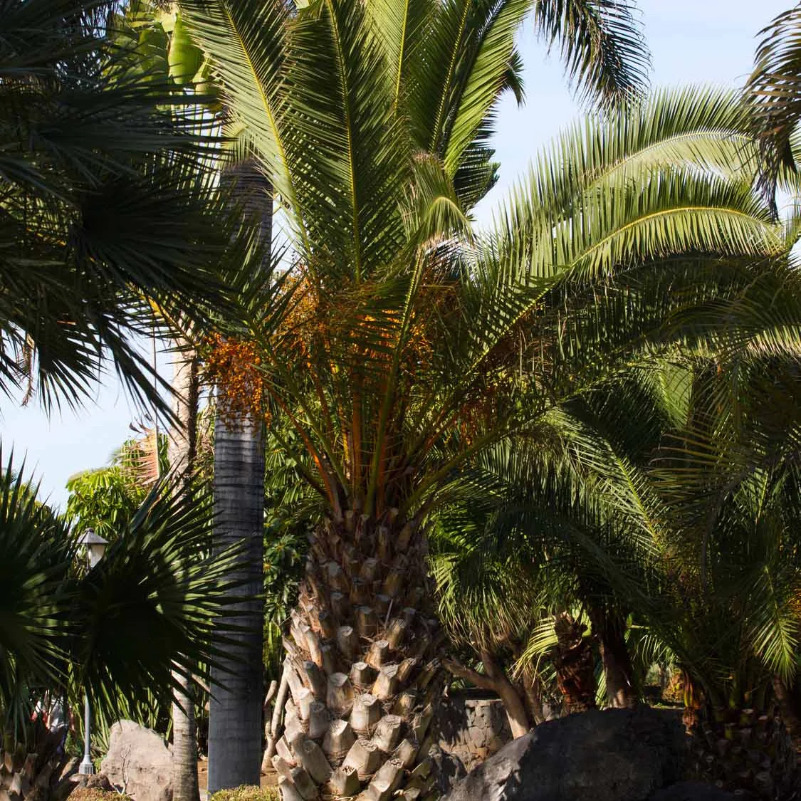 Dadelpalm - Image 2