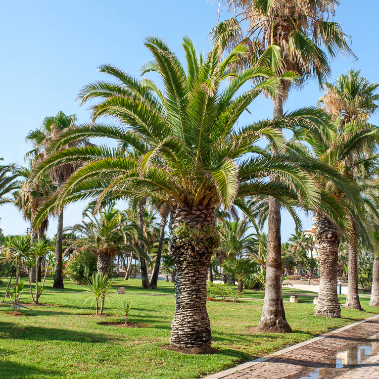 Dadelpalm - Image 3