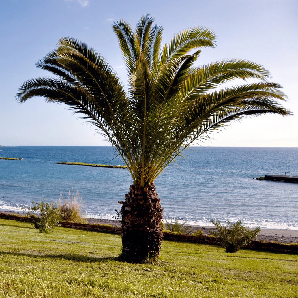 Dadelpalm - Image 4