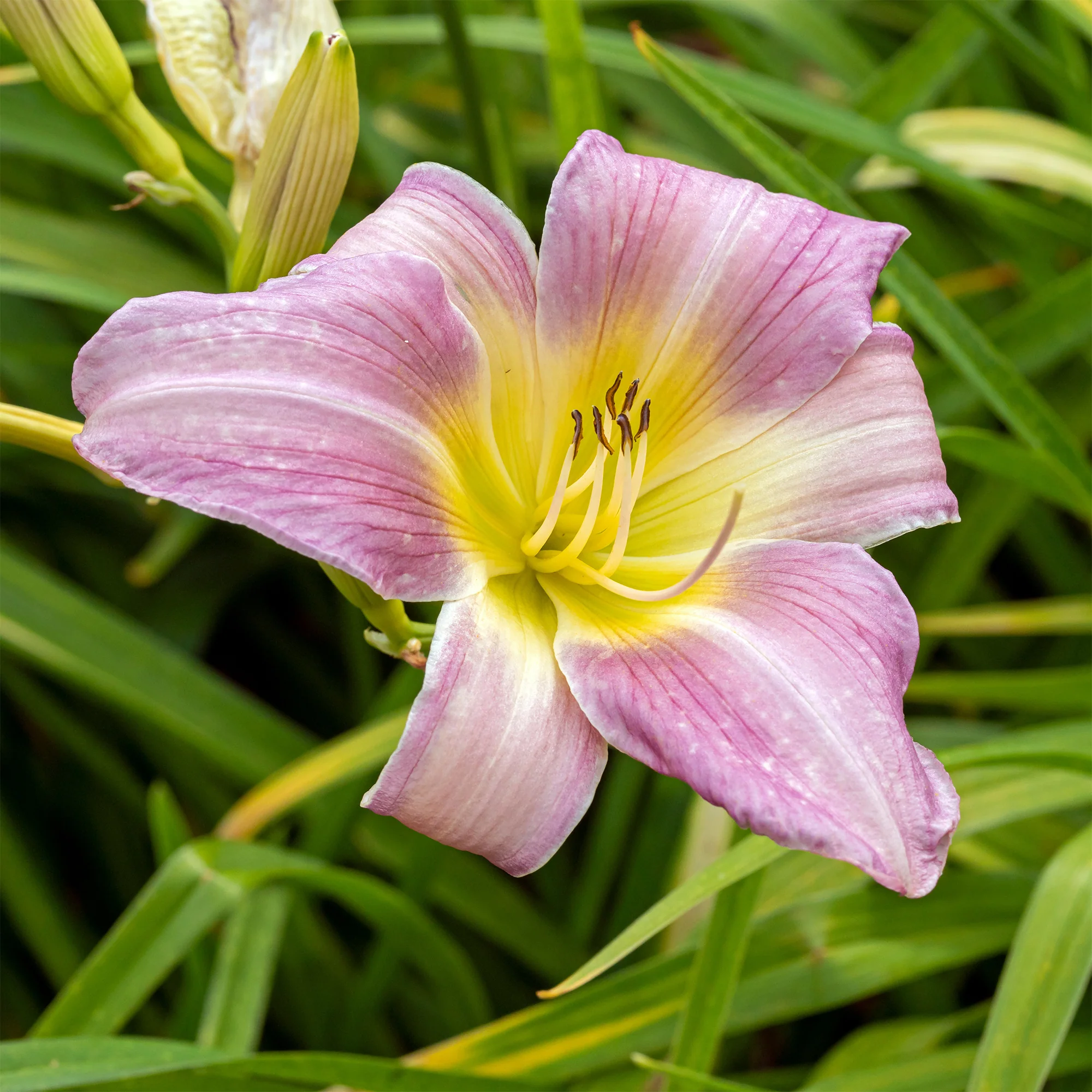 Daglelie 'Catherine Woodbery'